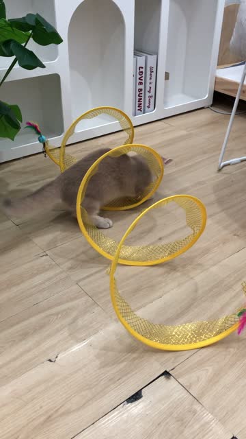 客供猫咪螺旋隧道实拍抽帧